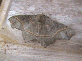 Miantochora incolorata